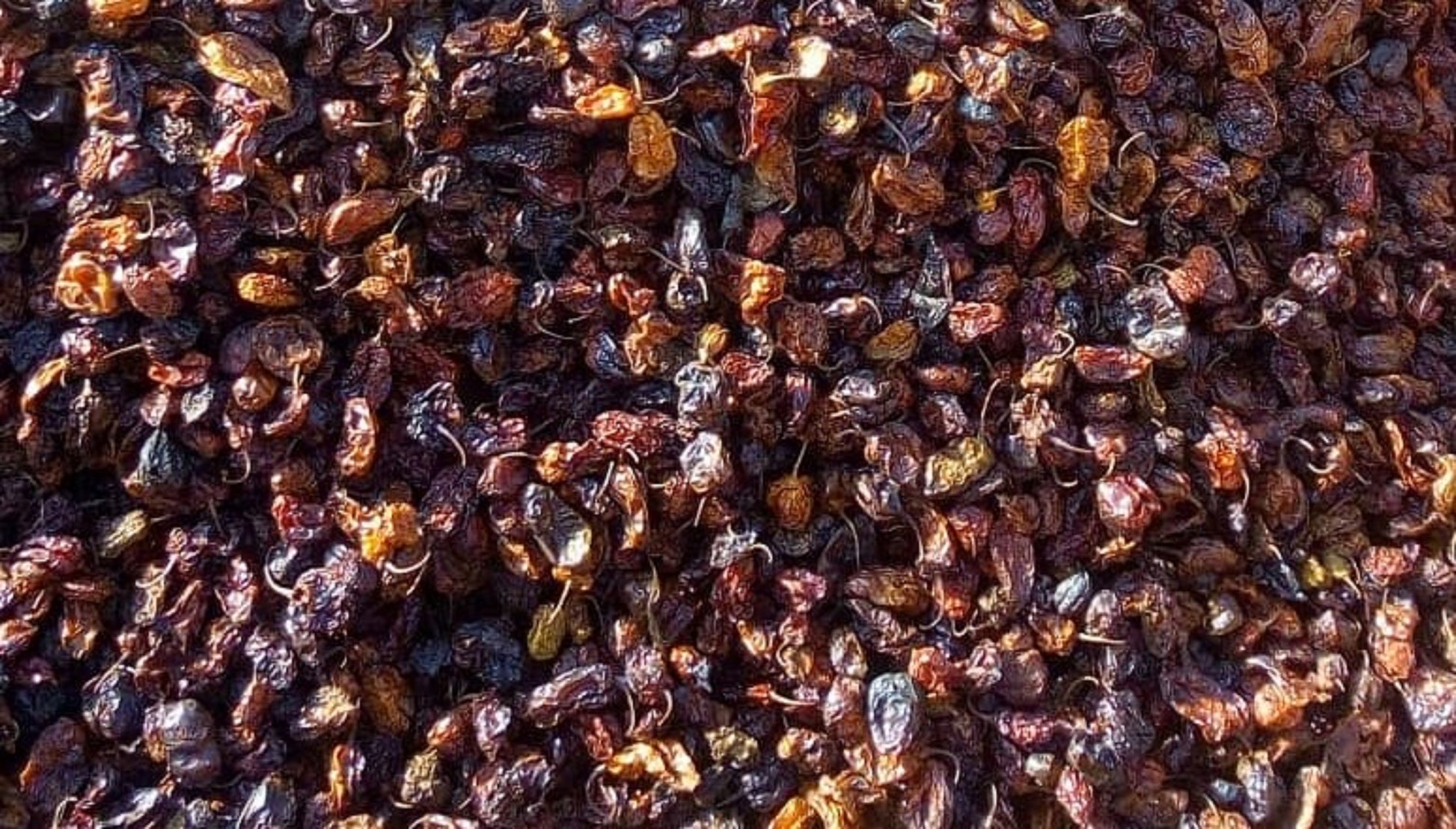 1 Extrait de poivre de Scoville Million, 16 oz Cameroon
